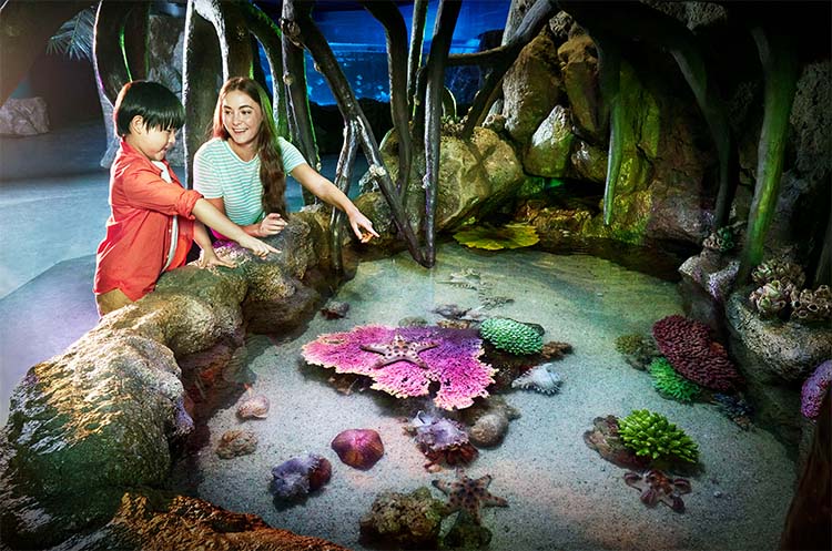 A child looking at colorful corals