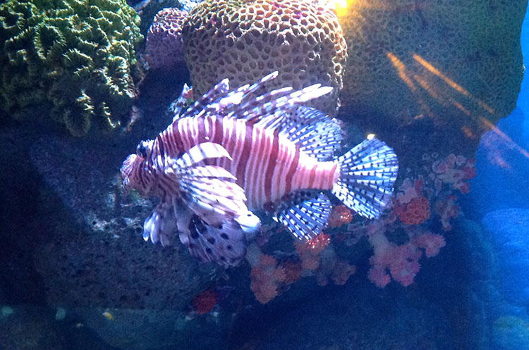 A lionfish at Sea Life Ocean World in Bangkok