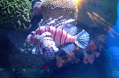 A lionfish swimming past coral in the aquarium of Ocean World