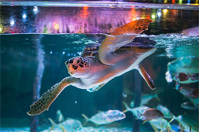 A sea turtle swimming in a tank at Ocean World
