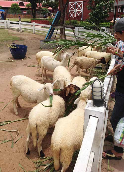 Feeding the sheep