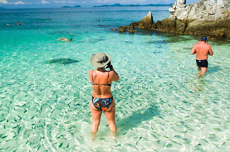 Schools of small tropical fish near the beach