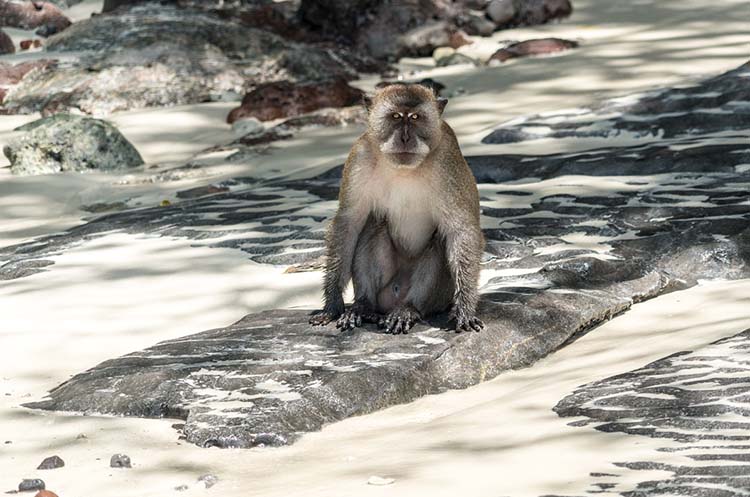 A monkey on Monkey Beach, Koh Phi Phi Don island