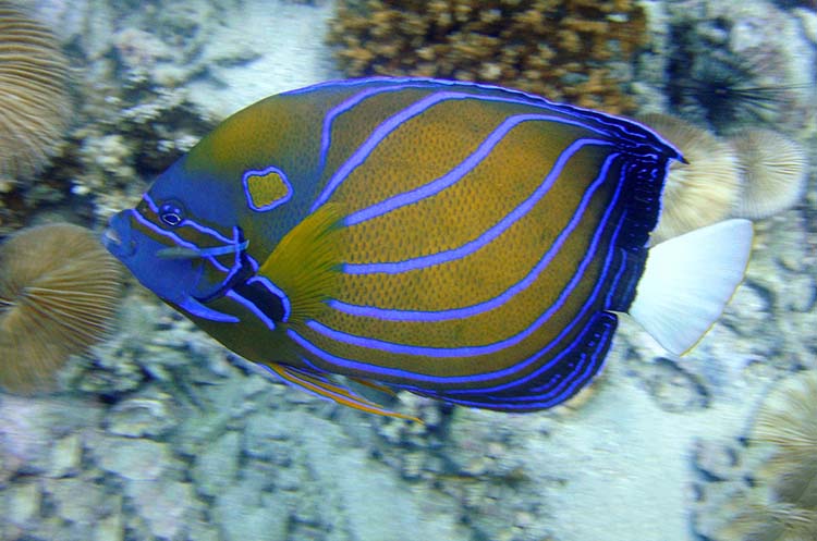 A colorful angelfish swimming near the seabed