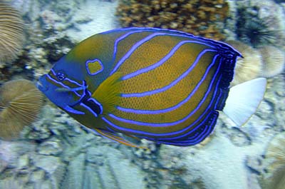 A colorful angelfish in the sea