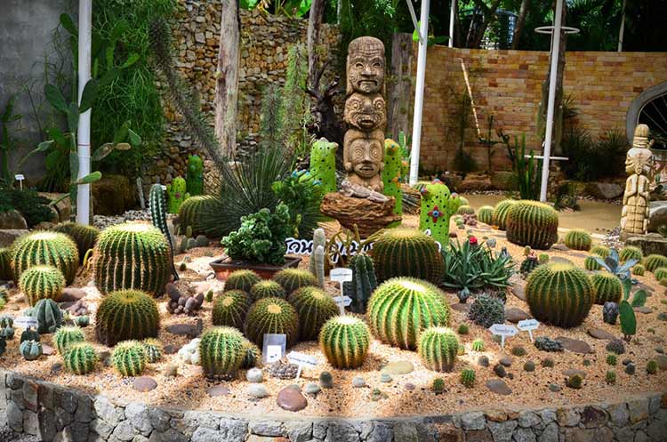 Cacti and succulent plants at Phuket Botanic garden