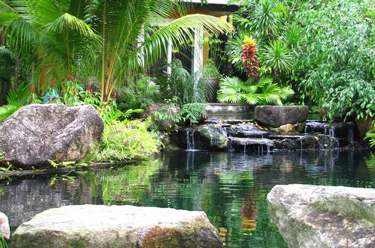 A pond with ferns and other plant species at Phuket Botanic garden
