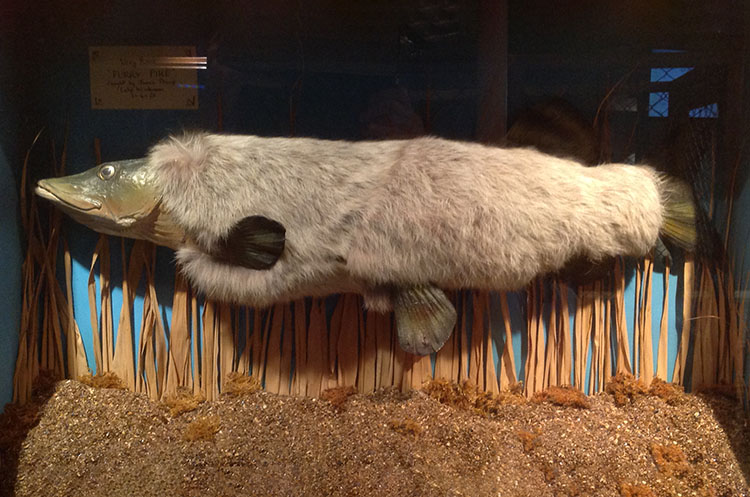 A fur covered trout from Lake Superior in Canada