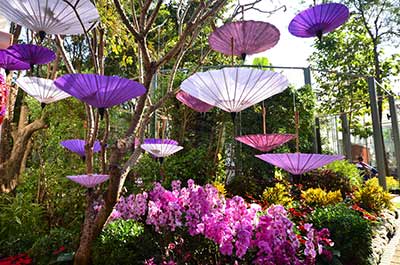 Flowers at Royal Flora Ratchaphruek Chiang Mai