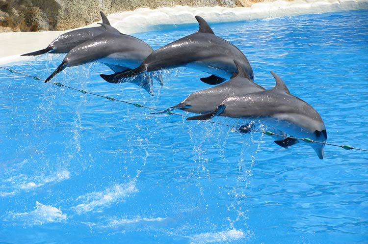 Dolphins at Safari World and Marine Park