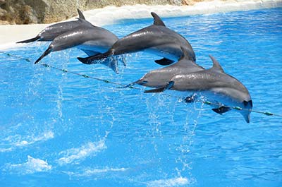 Dream World Ausement Park Bangkok