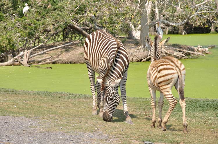 A couple of zebras at Safari World and Marine Park in Bangkok