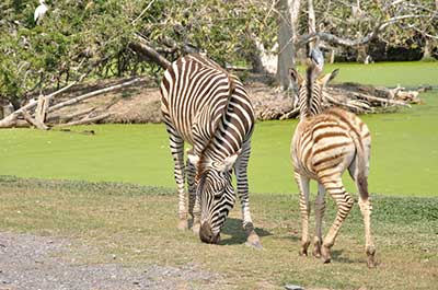 Zebras in the drive through Safari Park