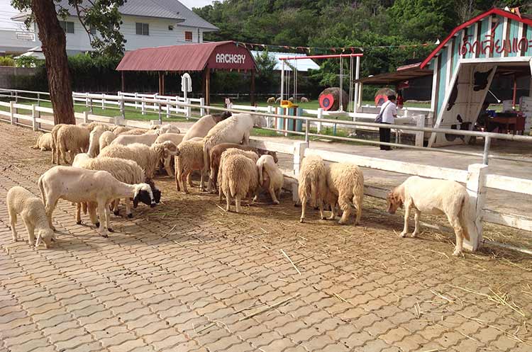 Sheep waiting to be fed
