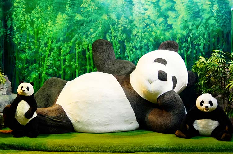 Panda bears at the Teddy Bear Museum