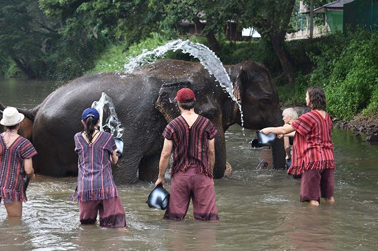Bathing elephants at Mae Wang elephant sanctuary