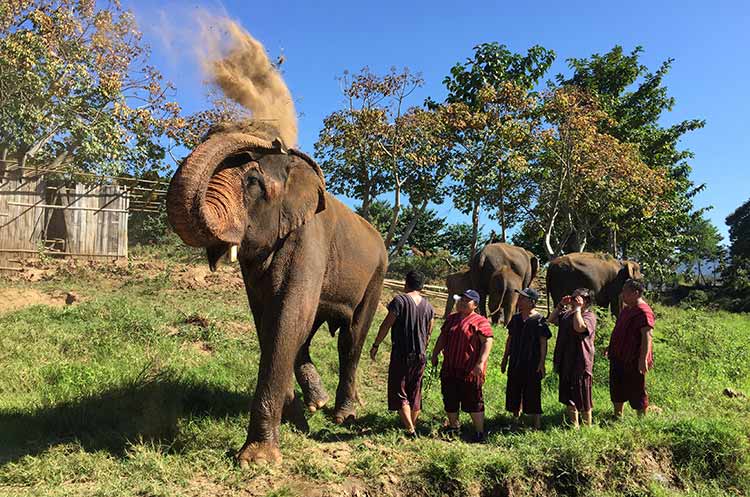 Interacting with elephants at the Mae Wang elephant sanctuary