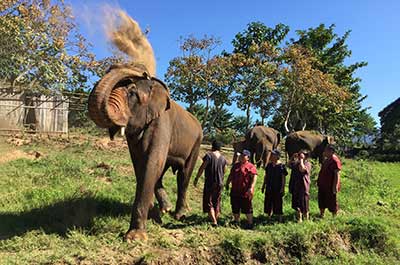 An elephant in an elephant sanctuary in the Chiang Mai countryside