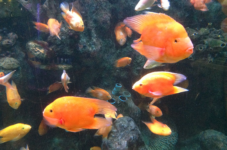 A fish tank with colorful fish as blood parrot cichlids