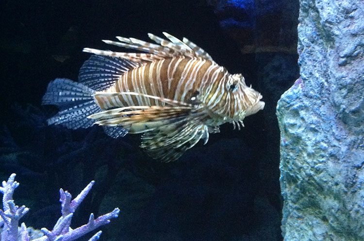 A lionfish with spiky fin rays