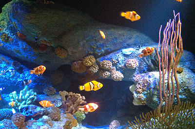 Colorful tropical fish and corals in a tank at Underwater World Pattaya