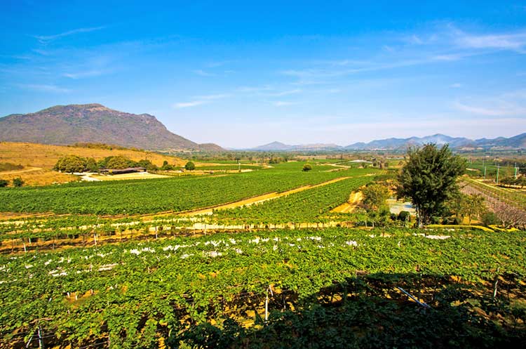 Vineyard in the hilly countryside around Hua Hin