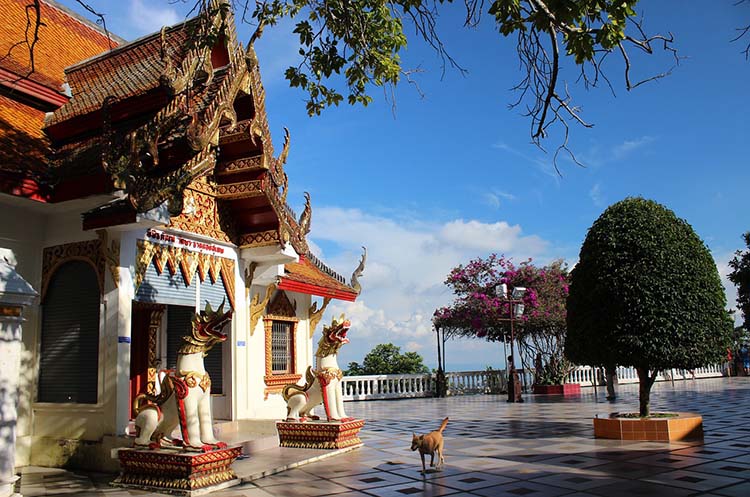 White lions guarding the entrance to Wat Phra That Doi Suthep