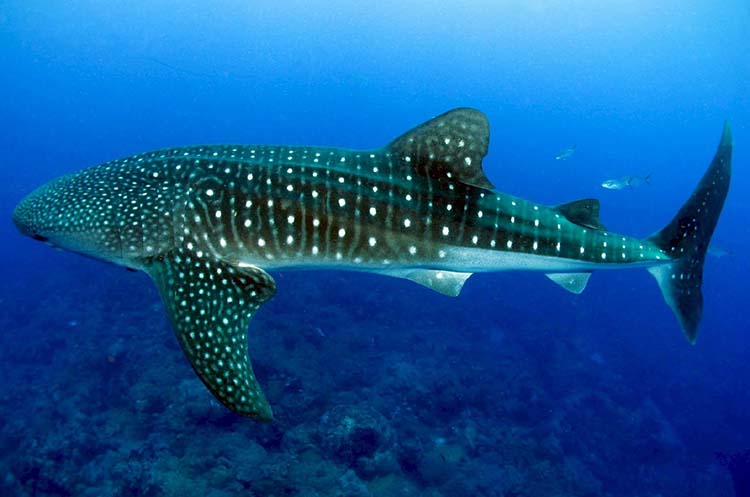 A whale shark in the Andaman Sea